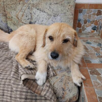 Hund aus Tierschutz Rumänien adoptieren Rüde Moritz