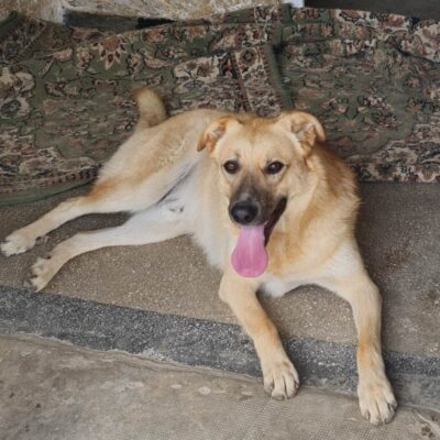 Hund aus Tierschutz Rumänien adoptieren Junghund Rüde Kygo