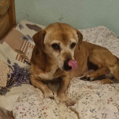 Hund aus Tierschutz Rumänien adoptieren Senior Rüde Eddie