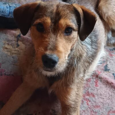 Hund aus Tierschutz Rumänien adoptieren Junghund Rüde Mojo