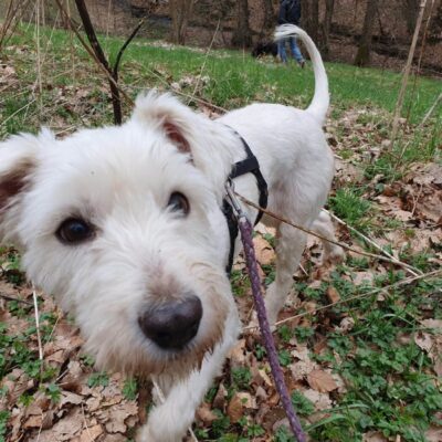 Hund aus Tierschutz Rumänien adoptieren Hündin Alanna