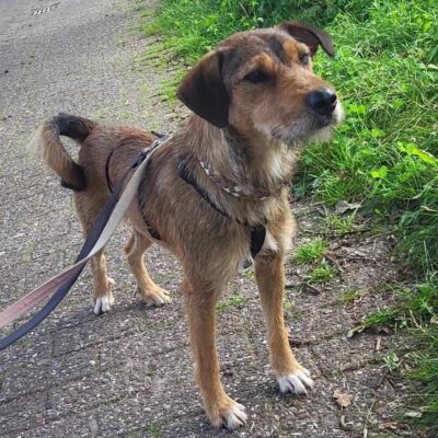 Hund aus Tierschutz adoptieren Junghund Rüde Mojo