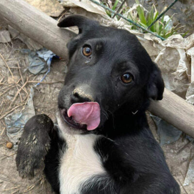 Hund aus Tierschutz Rumänien adoptieren Welpe Hündin Nory