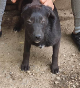 Hund aus Tierschutz Rumänien adoptieren Welpe Hündin Numa