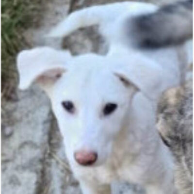 Hund aus Tierschutz Rumänien adoptieren Welpe Hündin Calista