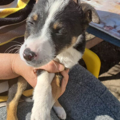 Hund aus Tierschutz Rumänien adoptieren Welpe Hündin Mina