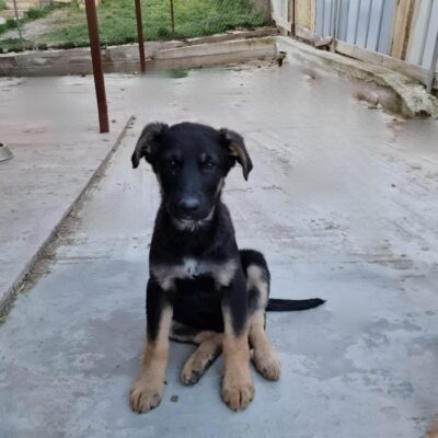 Hund aus Tierschutz Rumänien adoptieren Welpe Rüde Otto