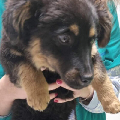 Hund aus Tierschutz Rumänien adoptieren Welpe Hündin Emilia