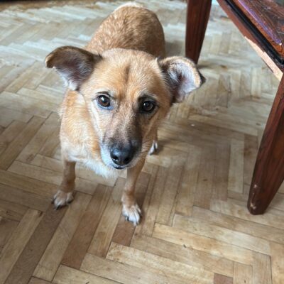 Hund aus Tierschutz Rumänien adoptieren Hündin Patty
