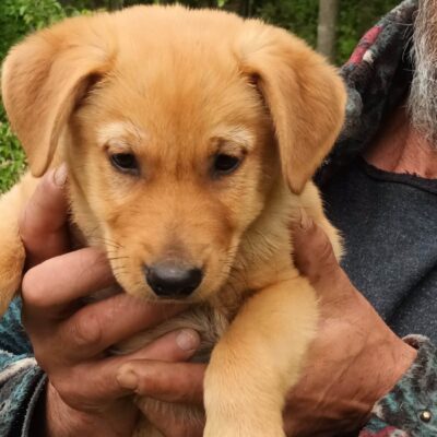 Hund aus Tierschutz Rumänien adoptieren Welpe Rüde Percy