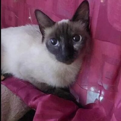 Katze aus Tierschutz Rumänien adoptieren Hauskatze Arisu