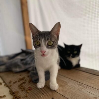 Katze aus Tierschutz Rumänien adoptieren Jungkatze weiblich Meyna