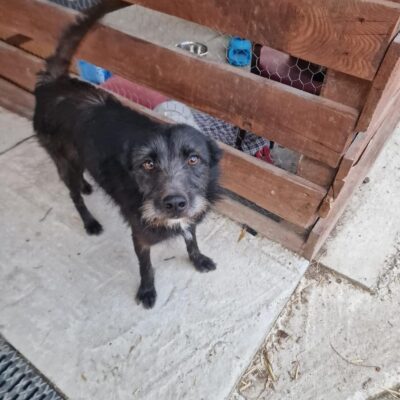 Hund aus Tierschutz Rumänien adoptieren Rüde Robby