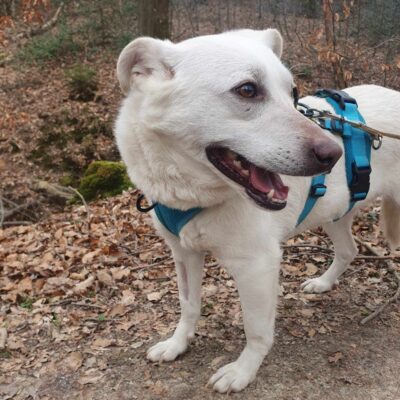 Hund aus Tierschutz adoptieren Hündin Arthena