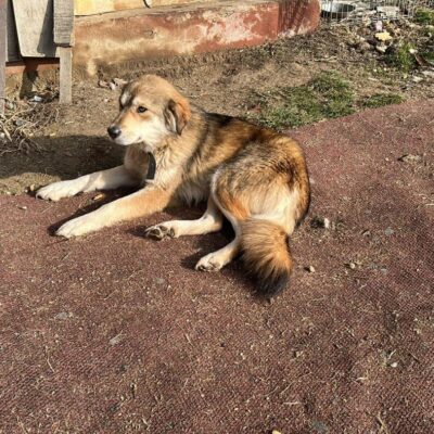 Hund aus Tierschutz Rumänien adoptieren Hündin Taugy