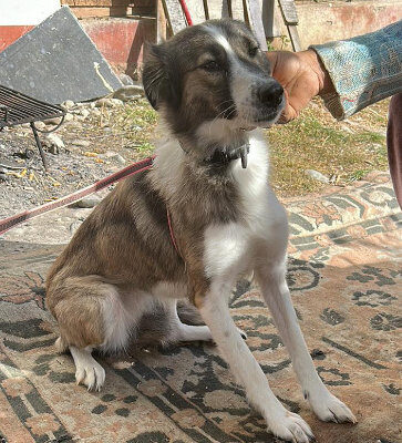 Hund aus Tierschutz Rumänien adoptieren Hündin Moni