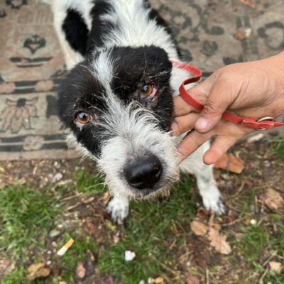 Hund aus Tierschutz Rumänien adoptieren Hündin Betty