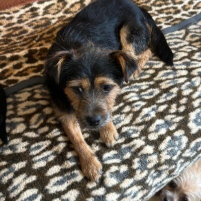 Hund aus Tierschutz Rumänien adoptieren Rüde Kalle