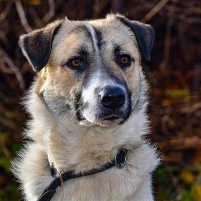Hund aus Tierschutz adoptieren Rüde Ducati