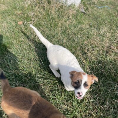Hund aus Tierschutz Rumänien adoptieren Welpe Rüde Elvis