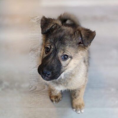 Hund aus Tierschutz Rumänien adoptieren Welpe Hündin Lulu