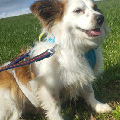 Hund aus Tierschutz adoptieren Junghund Rüde Yamin