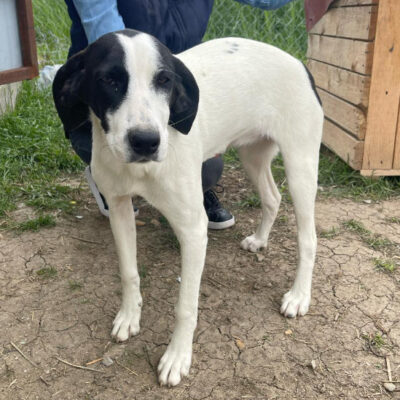 Hund aus Tierschutz Rumänien adoptieren Junghund Hündin Aria