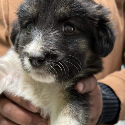 Hund aus Tierschutz Rumänien adoptieren Welpe Hündin Fleur