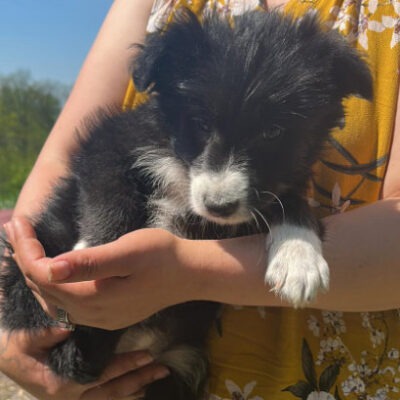Hund aus Tierschutz Rumänien adoptieren Welpe Hündin Flora