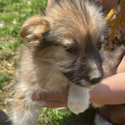 Hund aus Tierschutz Rumänien adoptieren Welpe Hündin Fritzi