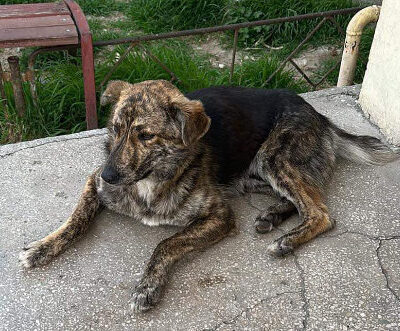 Hund aus Tierschutz Rumänien adoptieren Junghund Hündin Happy