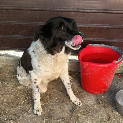 Hund aus Tierschutz Rumänien adoptieren Hündin Handicap Seniorin Misha