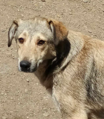 Hund aus Tierschutz Rumänien adoptieren Hündin Sandy