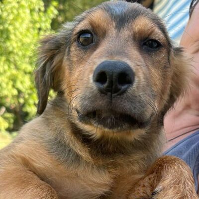 Hund aus Tierschutz adoptieren Welpe Hündin Tilda