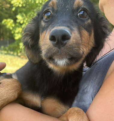 Hund aus Tierschutz Rumänien adoptieren Welpe Rüde Tom