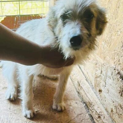 Hund aus Tierschutz Rumänien adoptieren Junghund Hündin Sunshine