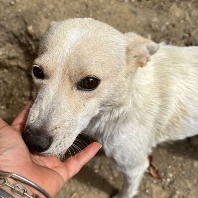 Hund aus Tierschutz adoptieren Hündin Willow