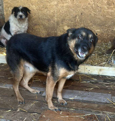 Hund aus Tierschutz Rumänien adoptieren Notfall Senior Rüde Valentino