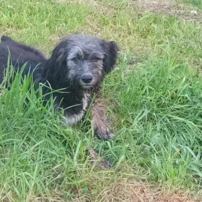 Hund aus Tierschutz Junghund Rüde Zabou