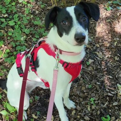 Hund aus Tierschutz adoptieren Junghund Hündin Flecki (Wendy)