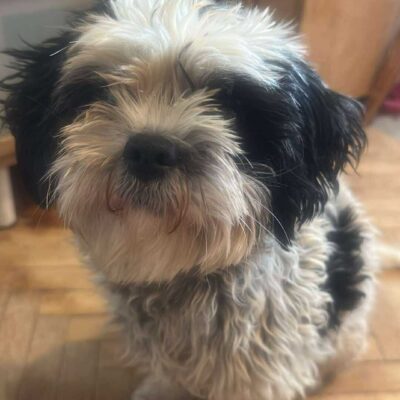 sunshine24 Hund aus Tierschutz adoptieren Junghund Hündin Sunshine